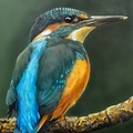 Kingfisher