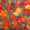Autumn Maple Leaves