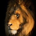 He-Lion