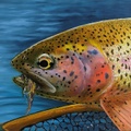 Rainbow Trout Painting