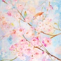 Cherry Blossoms under a Blue Sky
