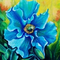 Blue Himalayan Poppy