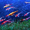 Group of Koi in Pond in Japan #4