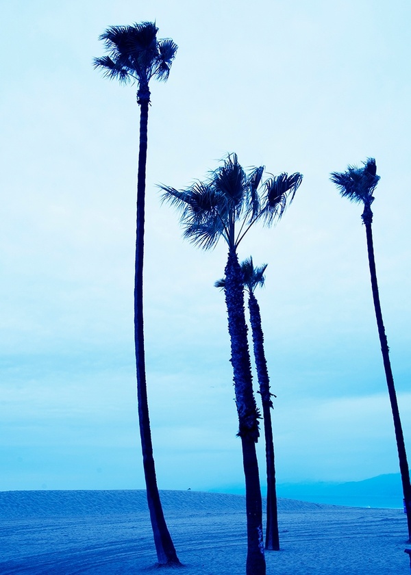 Venice Beach Blue Palm Trees l