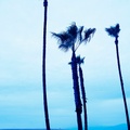 Venice Beach Blue Palm Trees l