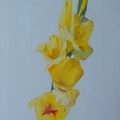 Gladioli