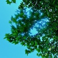 Blue Sky and Tree in Canada