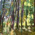 Mystifying Forest VI