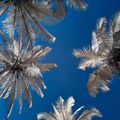 Palm Trees and Sky, Palomino