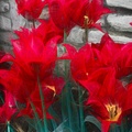 Red Tulips Against Stone Wall