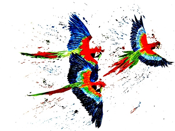 AN23-Three Parrots