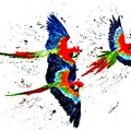 AN23-Three Parrots