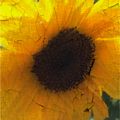Antique Sunflower
