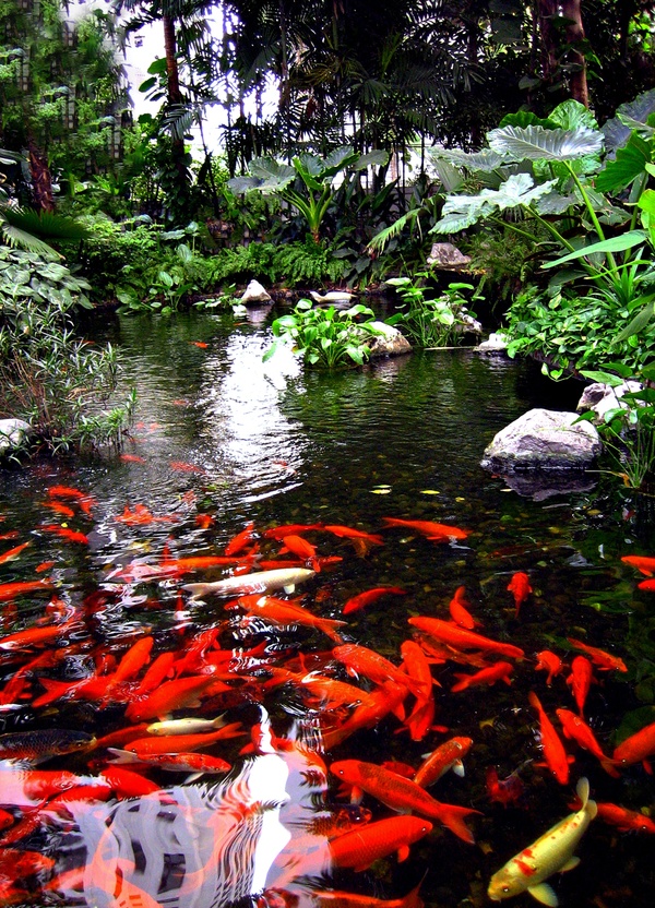 AN-TH05 Red Koi in a Pond
