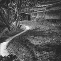 TEGALALANG RICE TERRACE