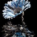 Blue Chrysanthemum