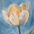 White Tulip