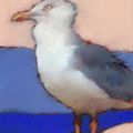 Herring Gull 1