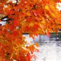 Autumn On Wellesley Pond