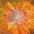 Flame Poppy, Percolated