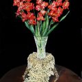 Gladiolus in the Crystal Vase