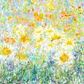 Wild Daisy Meadow