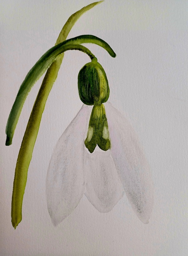 Snowdrop