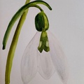 Snowdrop