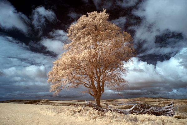 Majestic Beech, Above North Down.