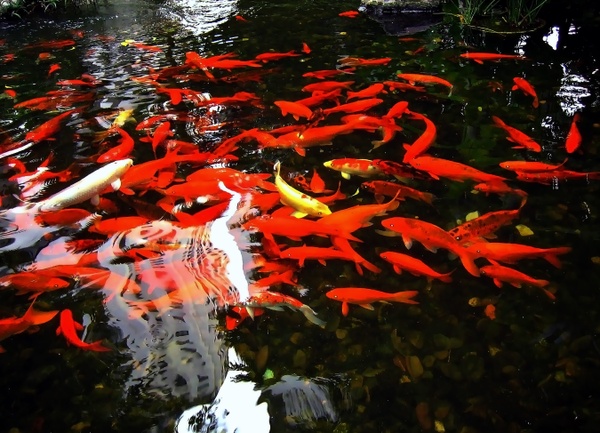 AN-TH04 Red Koi in a Pond