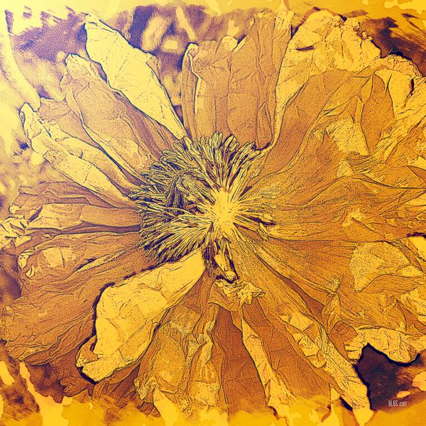 Sun - Flame Poppy Series, Number Five