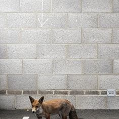 FoxArt.
