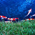 Group of Koi in Pond in Japan #3