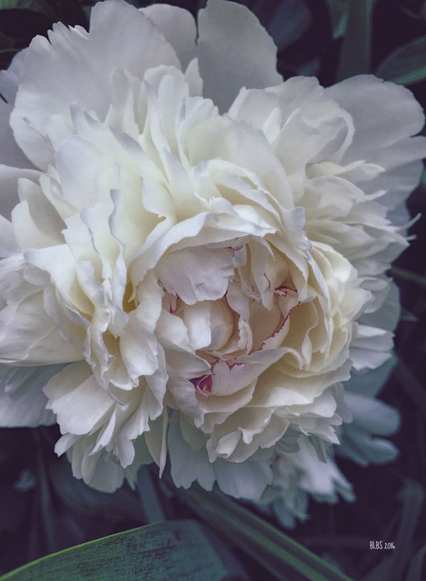 White Peony With Red Edges