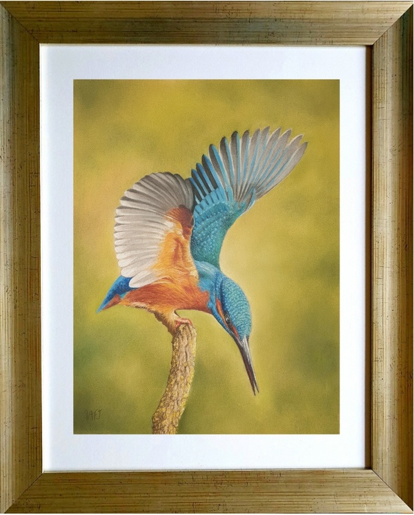 Percheur Royale - kingfisher