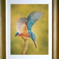 Percheur Royale - kingfisher