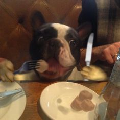 maccadog