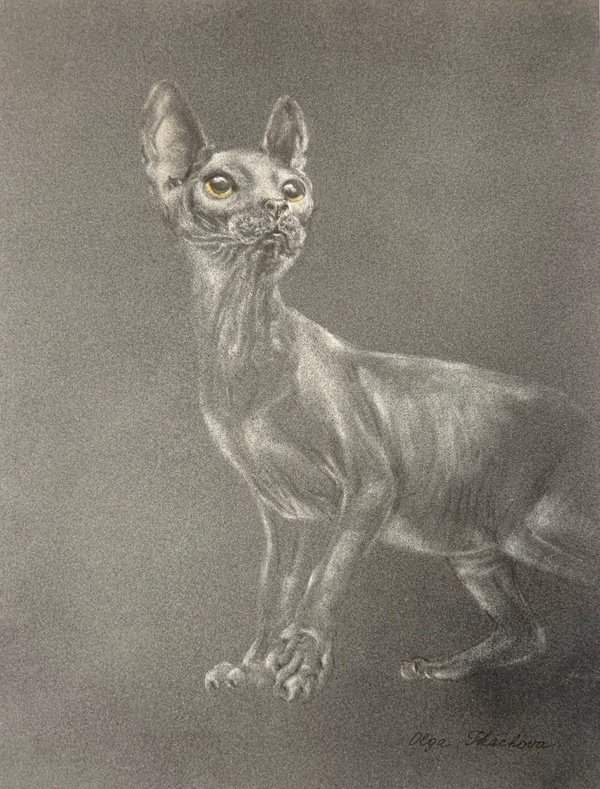 Sphynx Cat