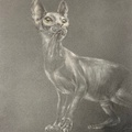 Sphynx Cat