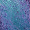 Texture Movement / Blue Purple