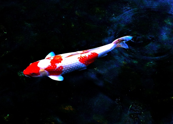 A Lonely Koi in Pond in Japan