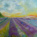 Lavender Fields