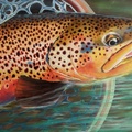 Trout - The Gold of the Rivers