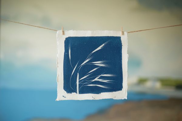 Grass #1 (Cyanotype)