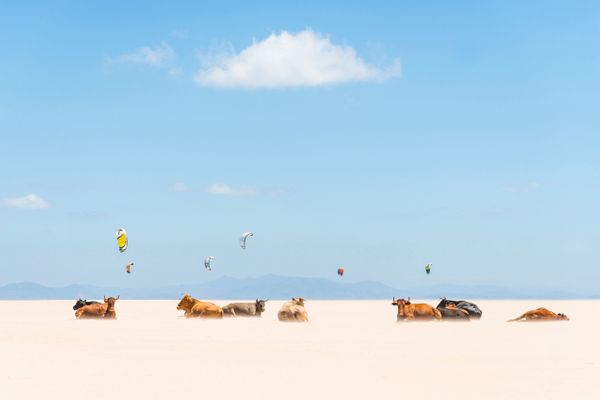 Cows and Kites