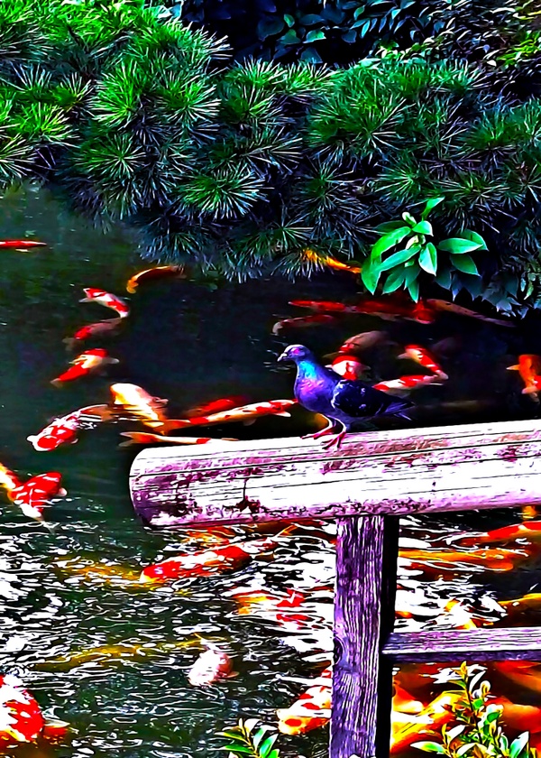 A Pigeon is Watching the Koi in Japan