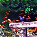 A Pigeon is Watching the Koi in Japan