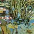Water Lily Pond With Koi Fish