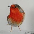 Robin