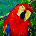 Macaw Parrot In Jungles